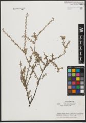 Foto von Salix taxifolia Kunth